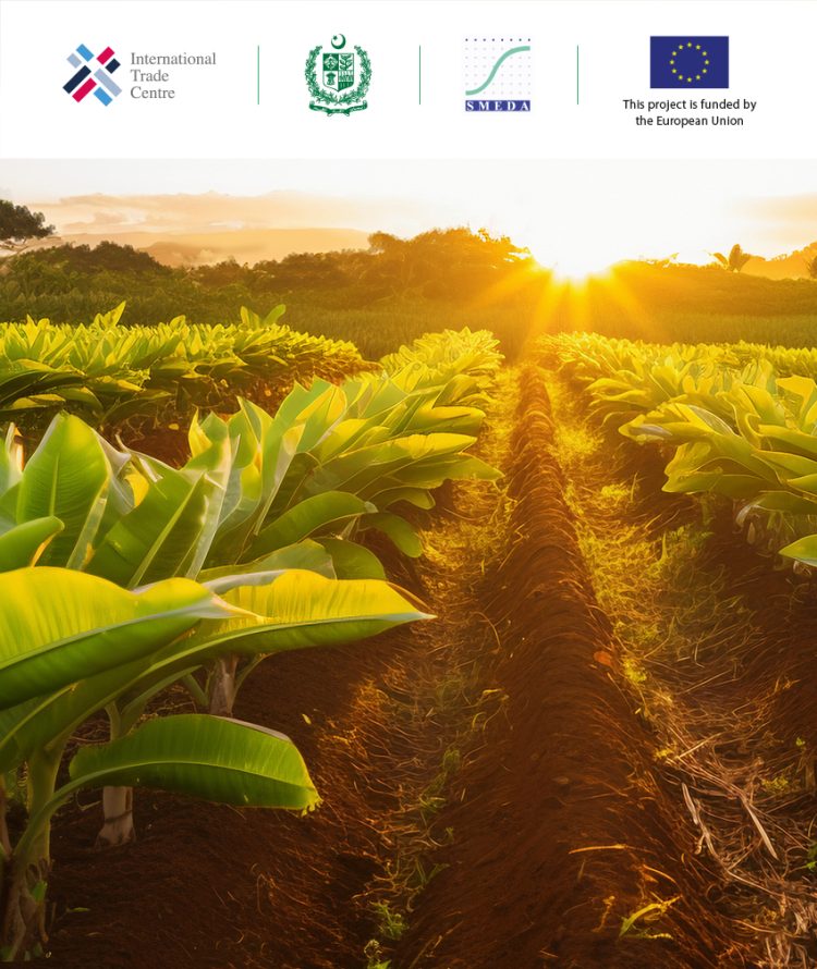 Banana-Thumbnail-850x1008-02